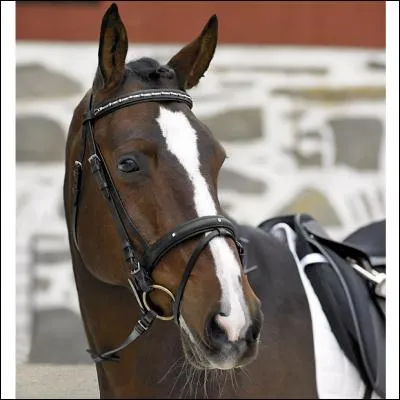 Quelle partie du filet est dans la bouche du cheval ?