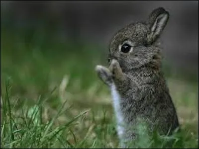 Combien la lapine peut-elle avoir de lapereaux ?