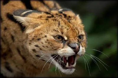 Les servals chassent en bandes extrêmement organisées.