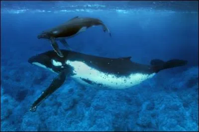 Le bébé de la baleine est aussi gros qu'un éléphant adulte.