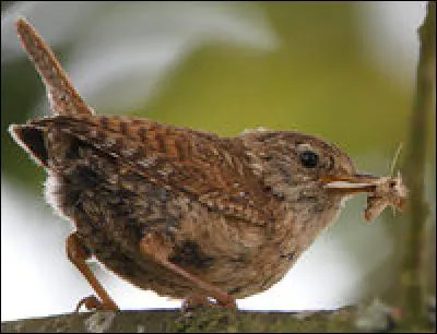 En sortant de votre voiture, vous apercevez des fourrés et vous vous rendez compte qu'un oiseau y chante. Vous tentez de l'apercevoir, et vous voyez alors...