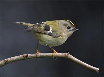 Quel est le plus petit oiseau d'Europe ?