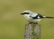 Quiz Pie-griches et corvids