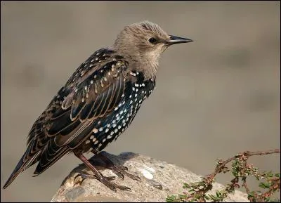 Quel est cet étourneau, l'un des oiseaux les plus communs d'Europe ?