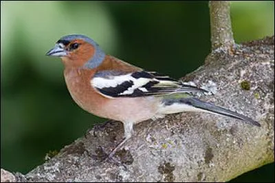 Quel est cet oiseau que l'on peut voir partout, même en ville ?