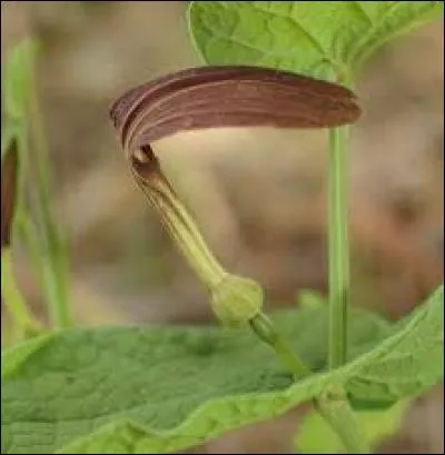 Quelle est cette plante ?