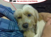 Quiz Votre chien et vous