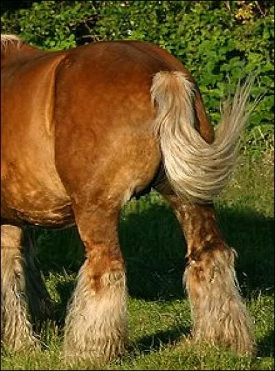 Comment se nomme la partie du cheval montrée sur cette photo ?