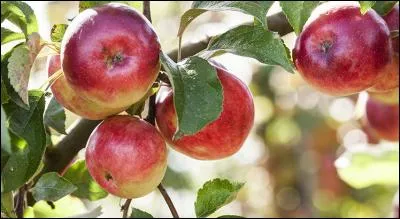 Comme le disait Fréhel dans une chanson : Je suis chipée pour la pomme d'un vrai tordu mal balancé. Traduction ?