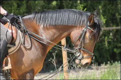 Comment s'appelle la posture qu'a ce cheval ?