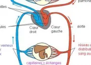 Quiz Adaptation de l'organisme  l'effort