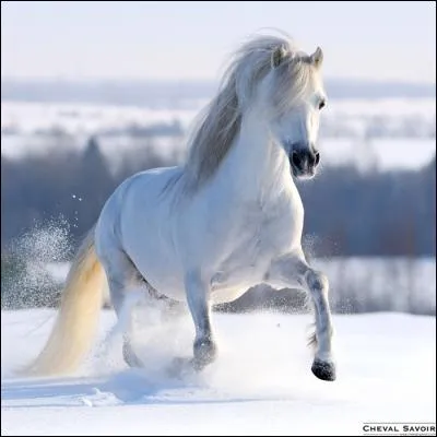 Le cheval vit solitaire la plupart du temps.