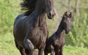 Quiz Chevaux