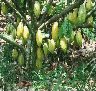 Quel est cet arbre ?