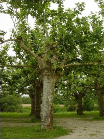 Quiz Les Arbres