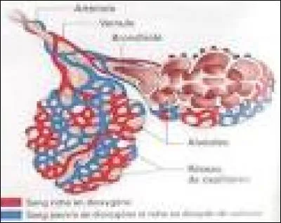 De quelle couleur est le sang riche en oxygène ?