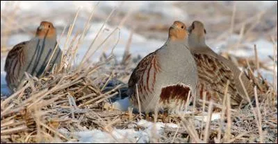 Pendant votre balade, vous jetez un coup d'il dans un champ. Vous apercevez alors ces oiseaux, ce sont des...