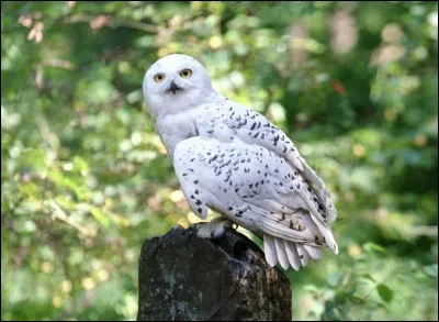 Harry baptise sa chouette Hedwige. Où a-t-il trouvé ce nom ?