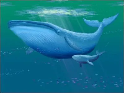 La baleine bleue adulte est le plus gros animal vivant sur la planète Terre.