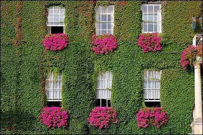 Cette verte façade de vigne vierge est illuminée par le rose ardent des géraniums. Quelle faculté ont les géraniums ?