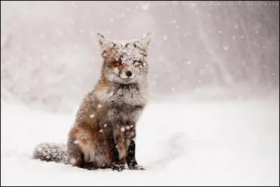 Qui a chanté : "Tu ne viendras pas ce soir Me crie mon désespoir Mais tombe la neige Impossible manège" ?