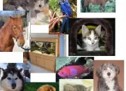 Quiz Les animaux de compagnies