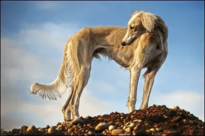 Quelle est la race de ce chien ?