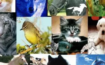 Quiz Animaux