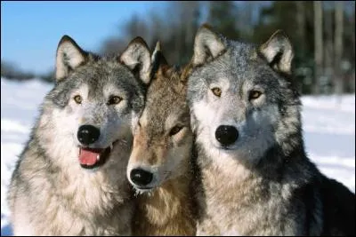 Comment est composée une meute de loups ?