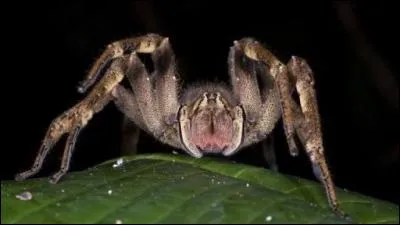 Quelle est cette araignée ?