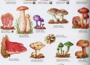 Quiz Les champignons