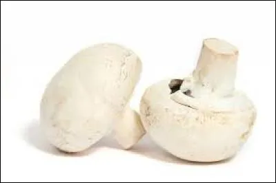 Quel est le nom de ce champignon ?