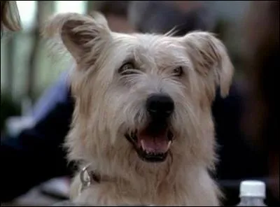 De quelle maladie meurt le chien de Derek et Meredith ?