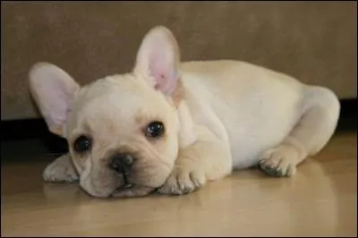 Quelle est la race de ce bébé chien ?