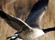 Quiz Les oiseaux introduits en France