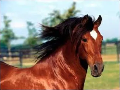 Le cheval a ... de vertèbres coccygiennes.