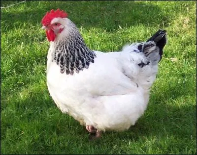 La poule caquette. Qu'entends-tu ?