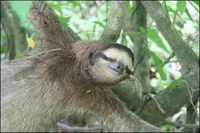 Quel animal ne fait rien de sa journée ?