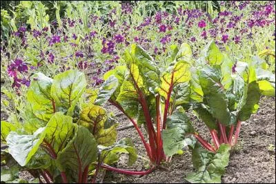 Cette poirée à cardes rouges est moins courante que la blanche mais beaucoup plus décorative et tout aussi comestible. Vous vous régalerez des feuilles en sauce béchamel, des côtes en gratin ou assaisonnées d'un jus de viande. Quel autre nom porte ce légume avantageux ?