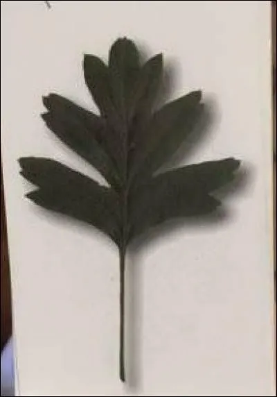 De quel arbre provient cette feuille ?