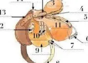 Quiz Vos galops 1 et 2