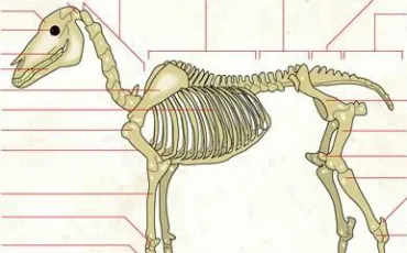 Quiz Anatomie