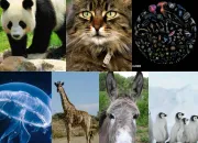 Quiz Animaux