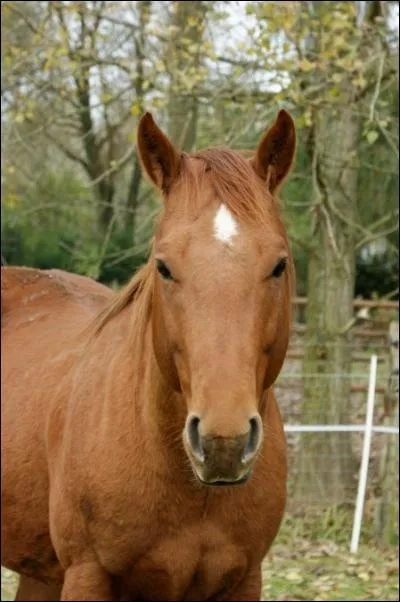 Ce cheval a les crins et les poils marron. De quelle robe est-il ?