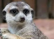 Quiz Le suricate