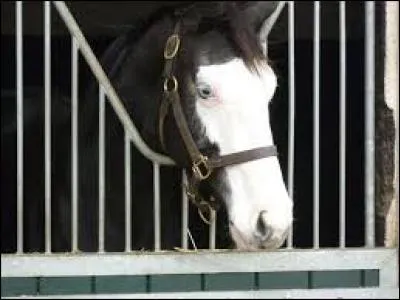 Quel est le nom de la tache de tête de ce cheval ?