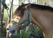 Quiz Races de chevaux