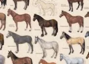 Quiz Quelle est cette race de cheval ?