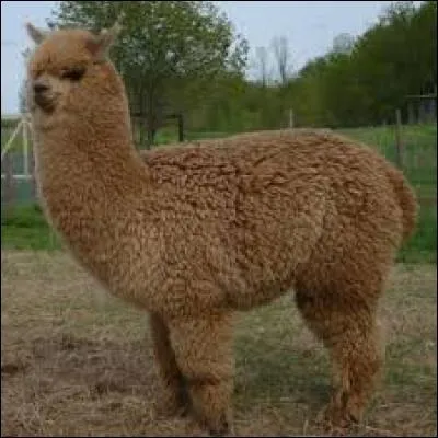 Cet animal s'appelle un lama.