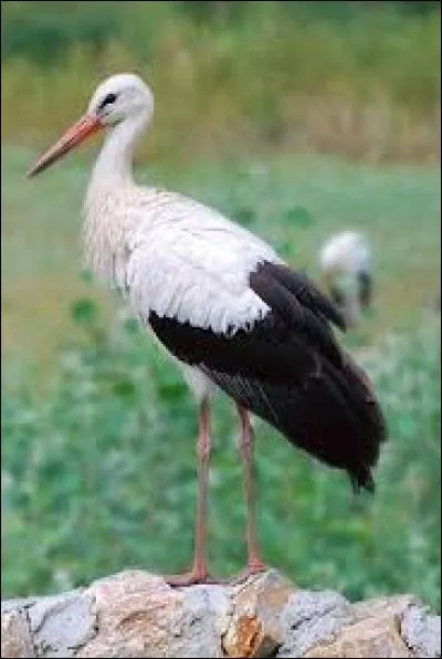 La cigogne blanche migre jusqu'au Mexique.